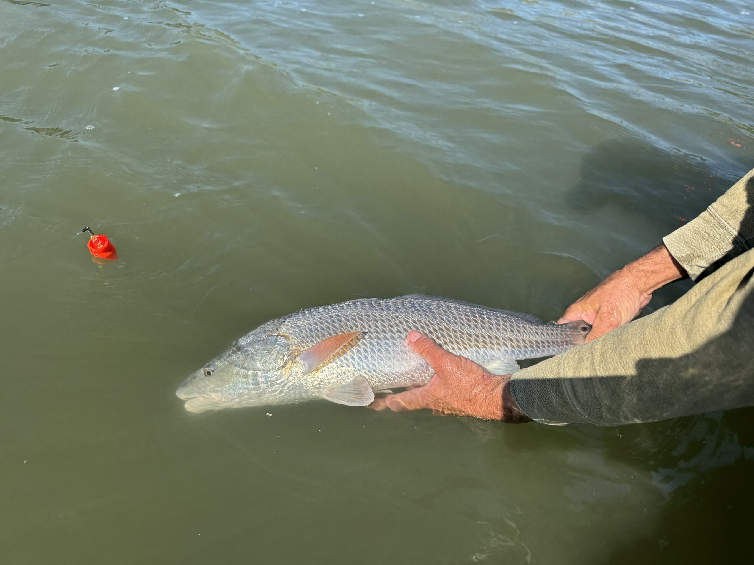 Isang larawan ng mga kamay ng isang lalaking nakahawak sa buntot at katawan ng isang malaking isda sa tubig.