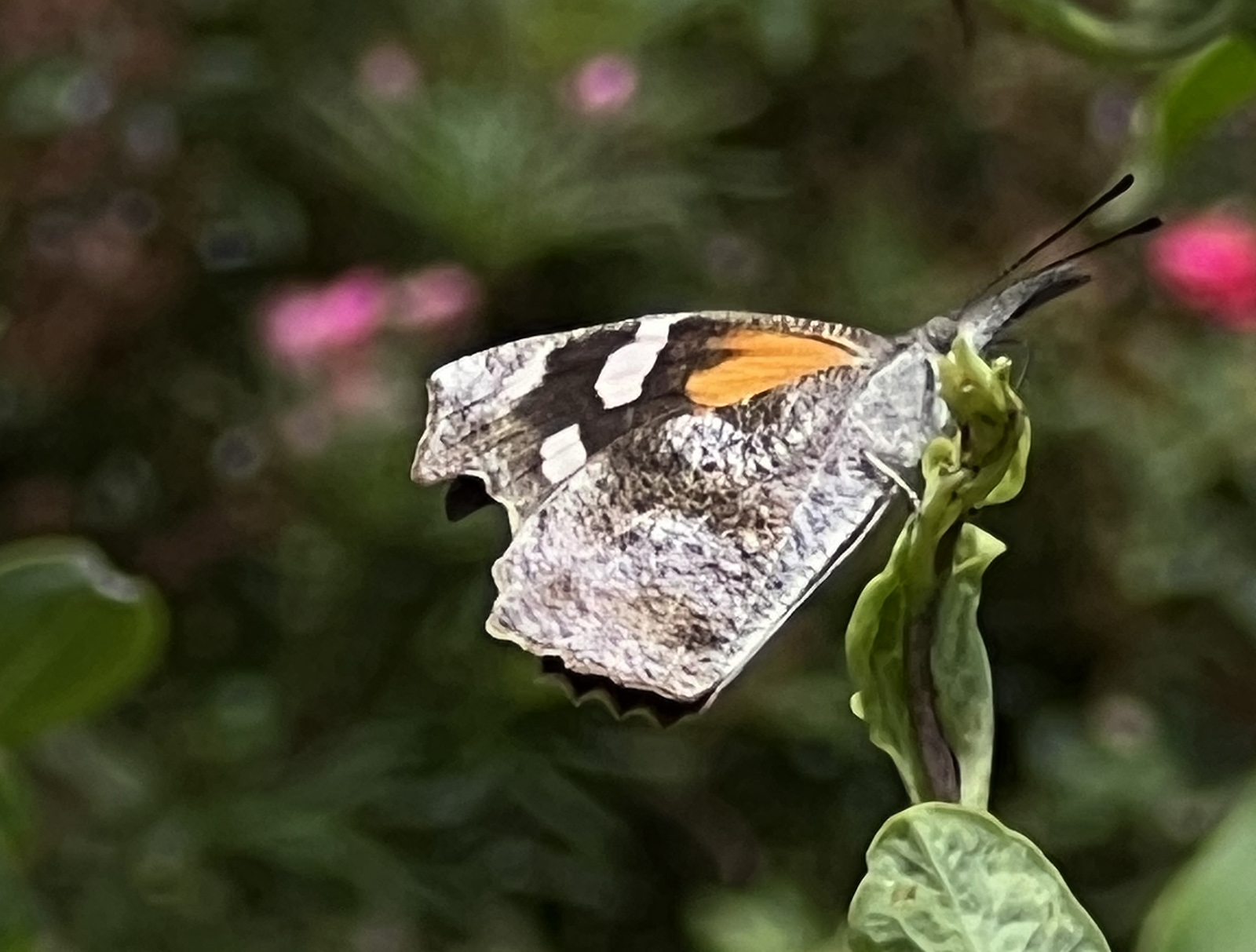Isang close-up na larawan ng isang brown-and-orange butterfly na may pahabang ilong na nakaupo sa isang dahon.