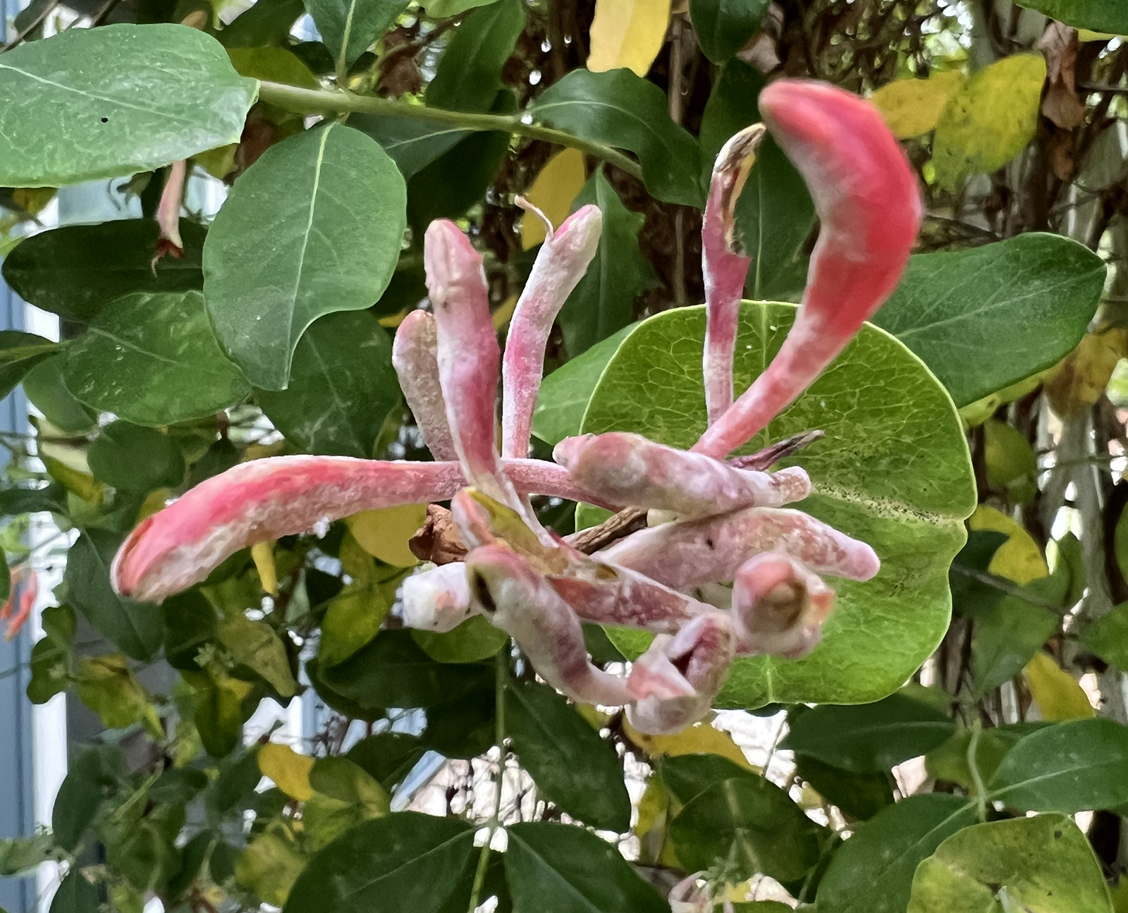 Isang close-up na larawan ng mga coral honeysuckle bud na mukhang maputla at hindi malusog.