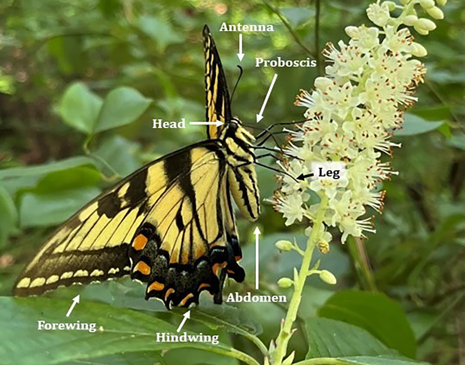 Isang larawan ng butterfly na may anatomy - ulo, antenna, tiyan, atbp. - may label.