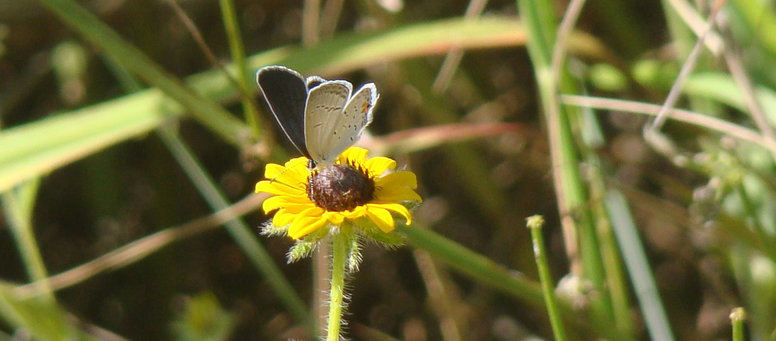 Isang imahe ng eastern tailed blue butterfly sa isang maliit na dilaw na bulaklak