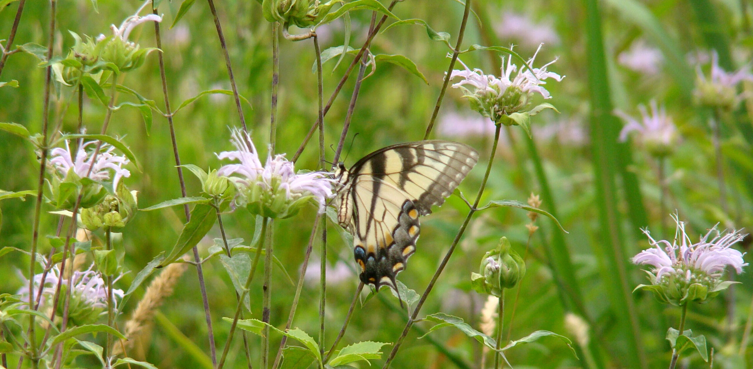 isang imahe ng isang eastern tiger swallowtail sa isang bulaklak na parang