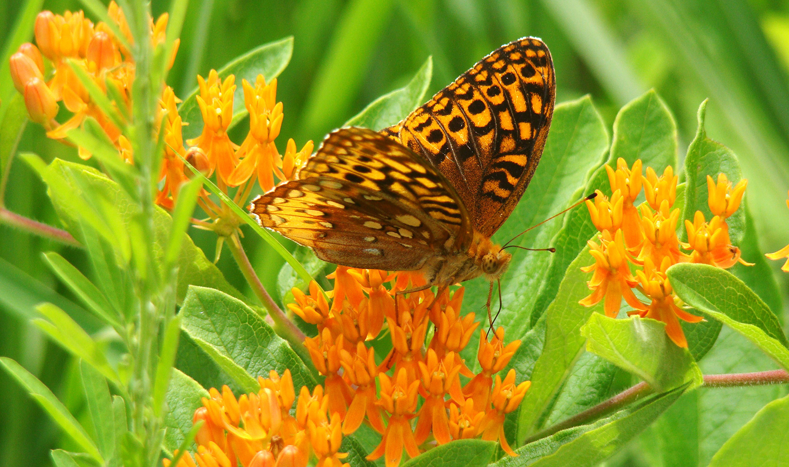 Isang imahe ng isang mahusay na spangled fritillary sa butterfly weed