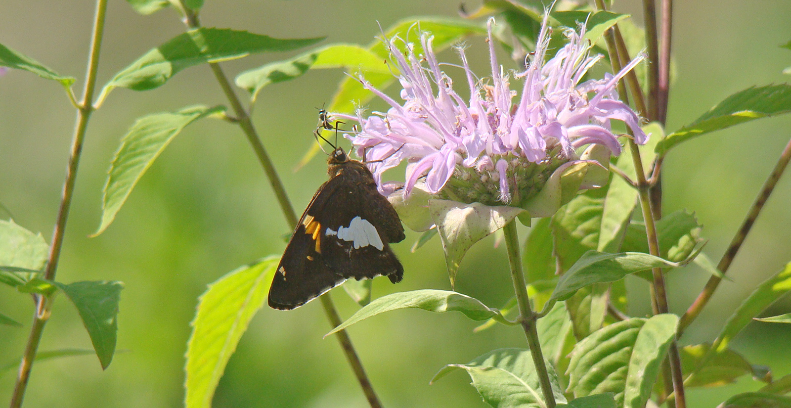 Isang imahe ng isang silver spotted skipper sa isang tistle
