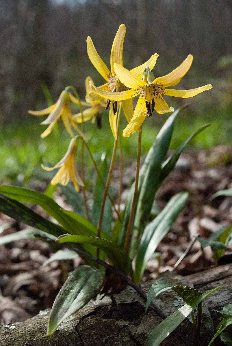 Isang imahe ng trout lilies