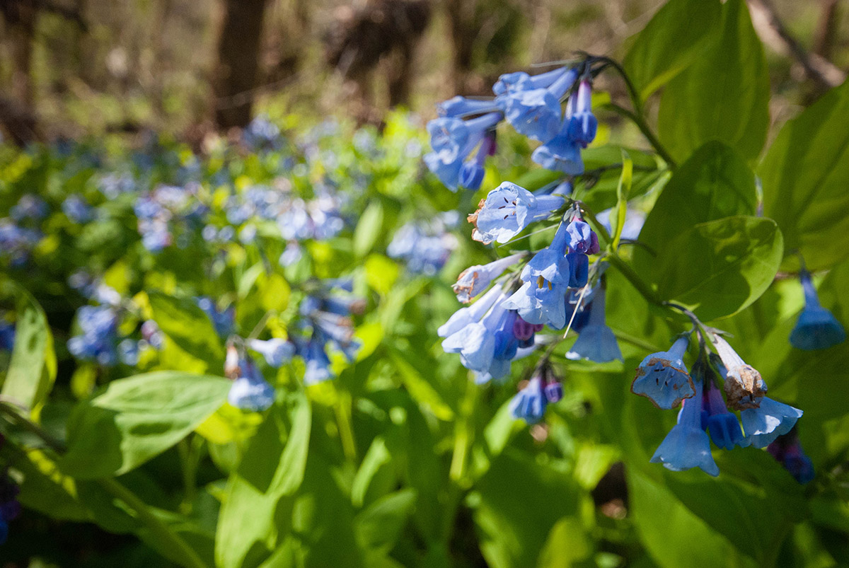 Isang imahe ng virginia bluebells