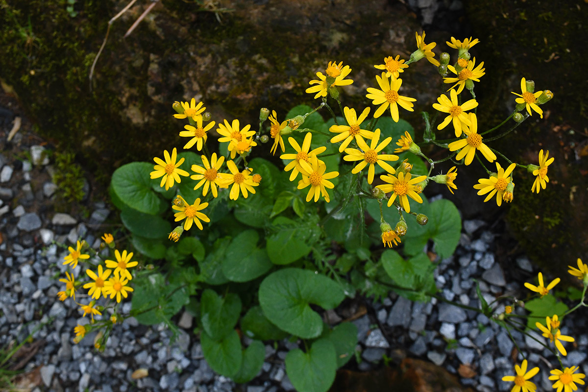 Isang imahe ng Golden ragwort sa tabing kalsada ng Clinch mountain