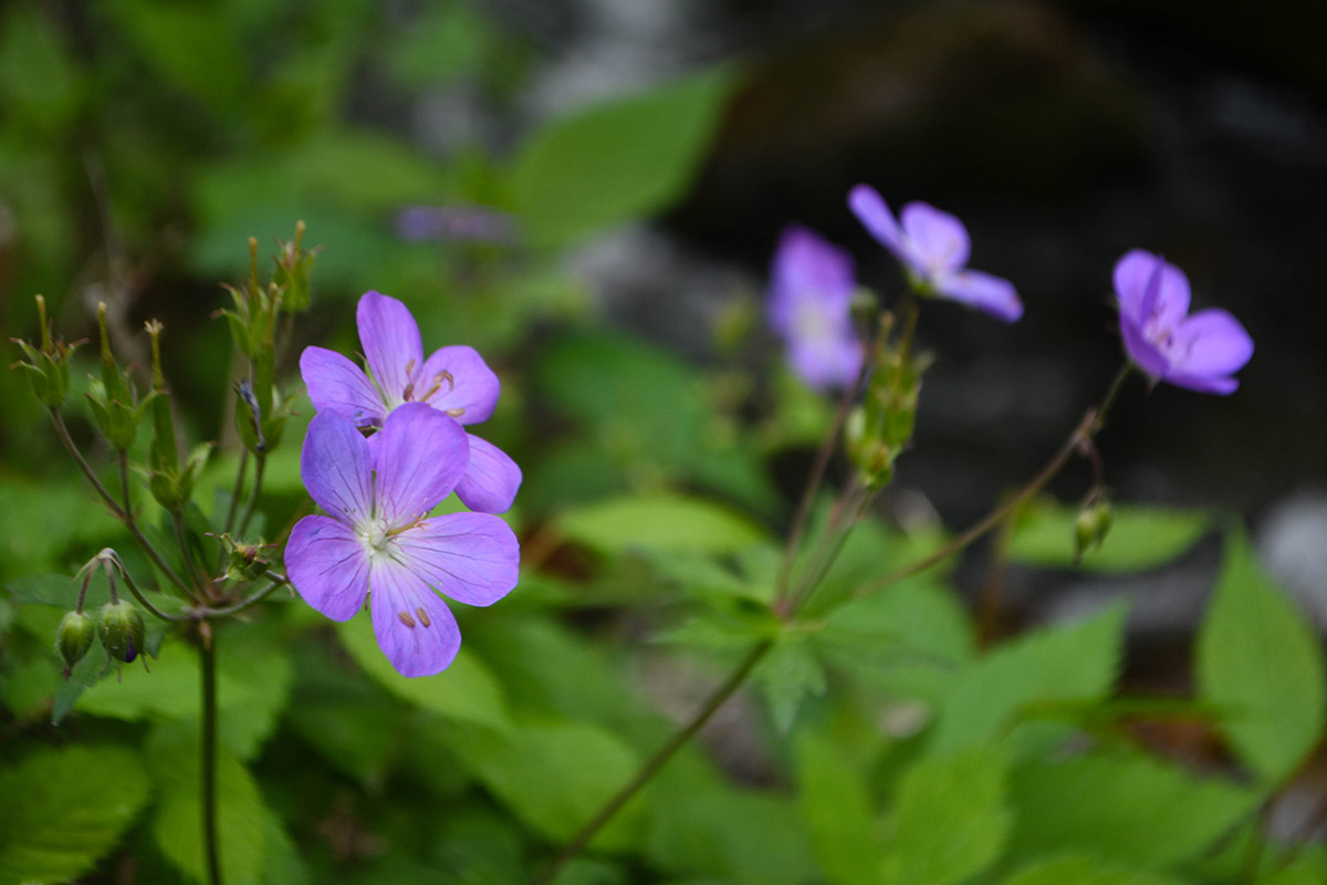 Isang imahe ng ligaw na geranium