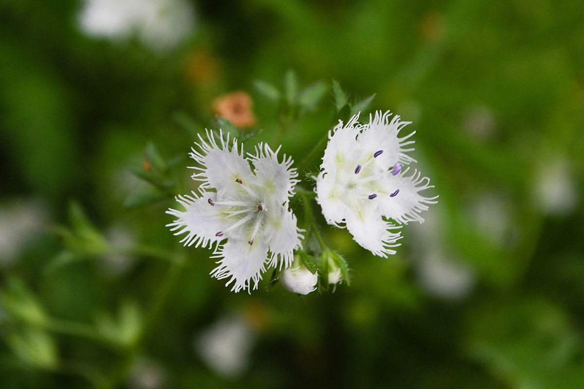Isang imahe ng fringed phacelia