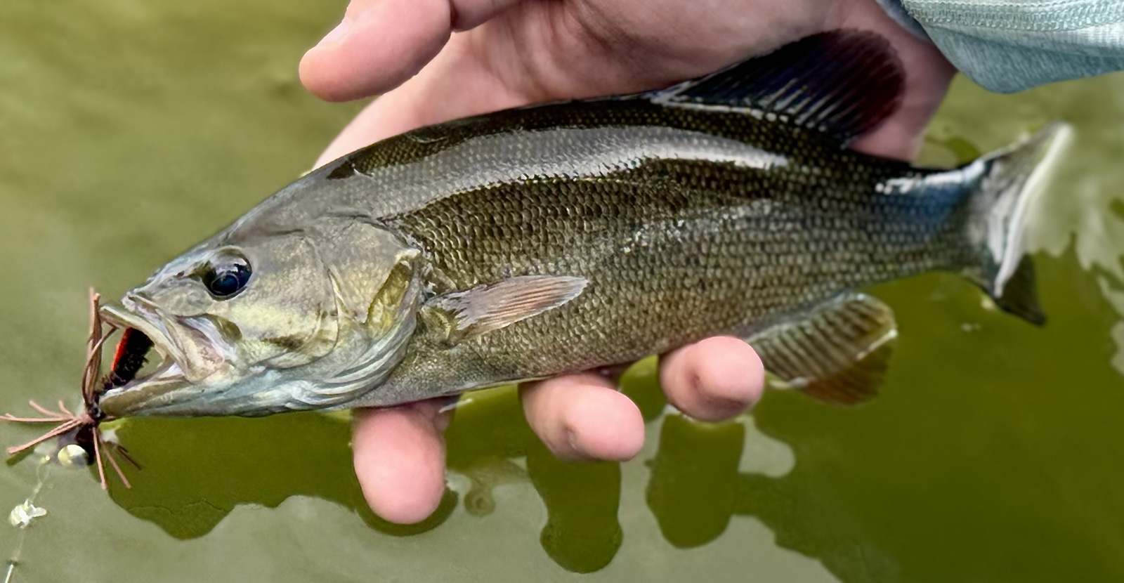 Isang larawan ng isang smallmouth bass fish na itinataas sa tubig na may langaw sa bibig nito.