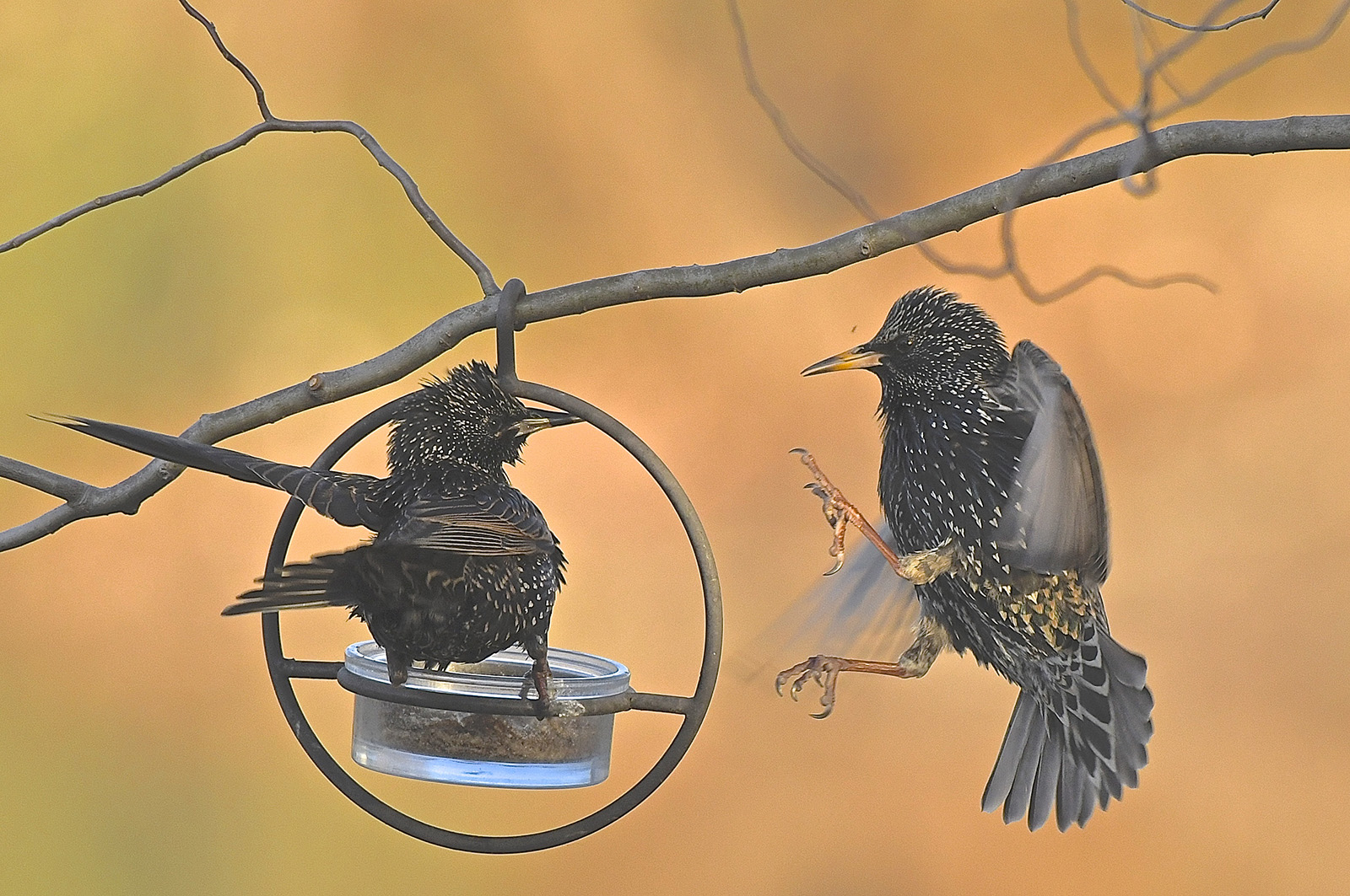 Isang imahe ng dalawang European starling sa isang feeder