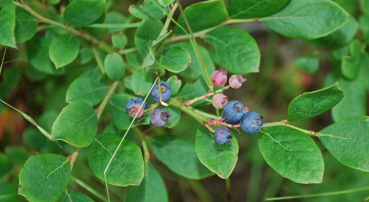 Isang imahe ng mga ligaw na blueberries sa isang bush; ang mga hindi hinog ay kulay rosas at maliit; ang mga dahon ay bilugan at hugis-itlog.
