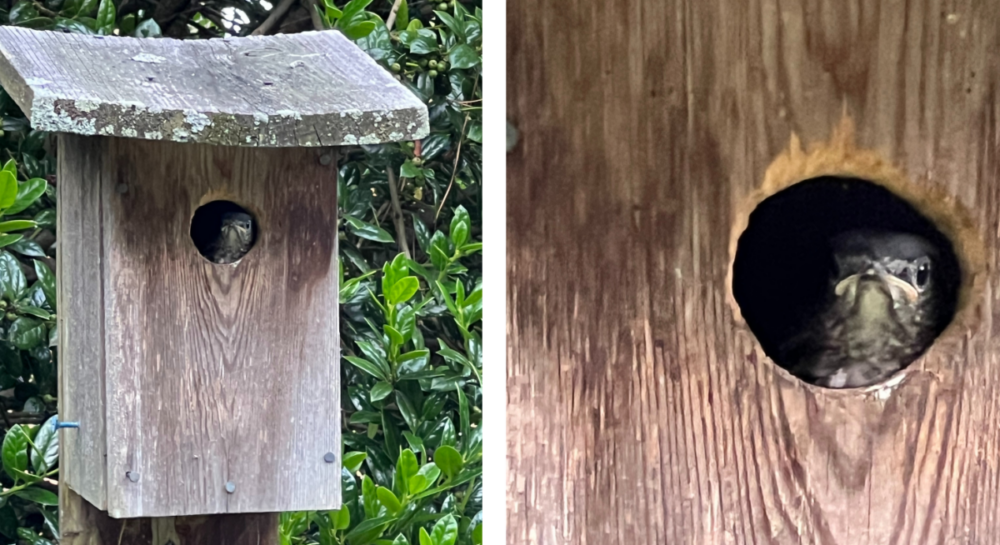 Eastern bluebird fledglings sa isang nest box