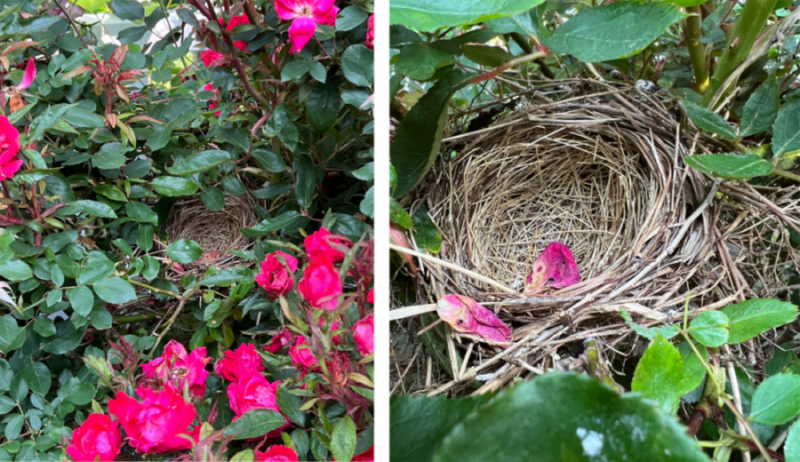 Isang imahe ng isang cardinal nest sa isang rose bush
