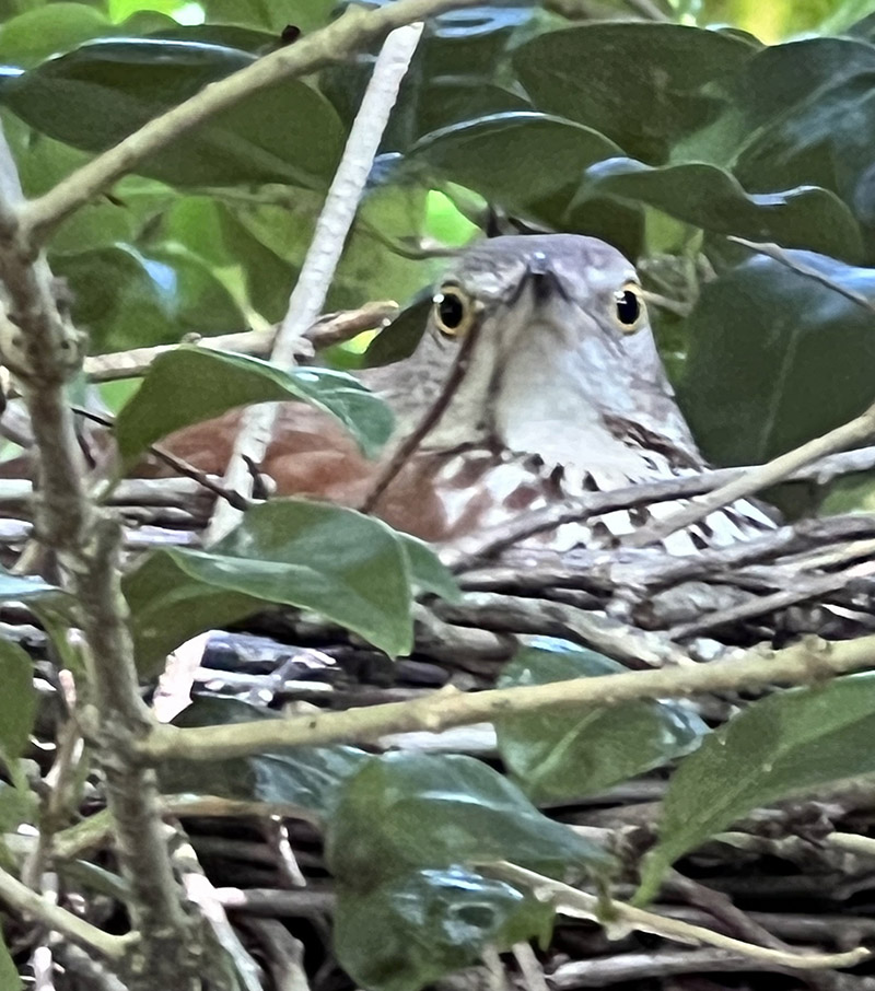 Isang brown thasher na nagpapapisa ng itlog.