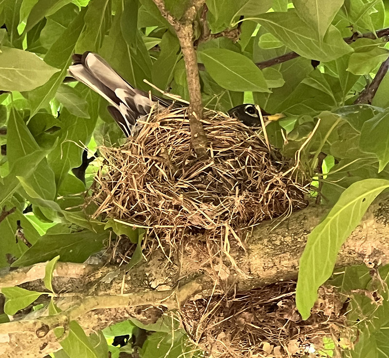 Ang American robin na ito ay pugad sa isang maliit na platito magnolia tree (isang hybrid Asian variety) sa ibabaw ng walkway.