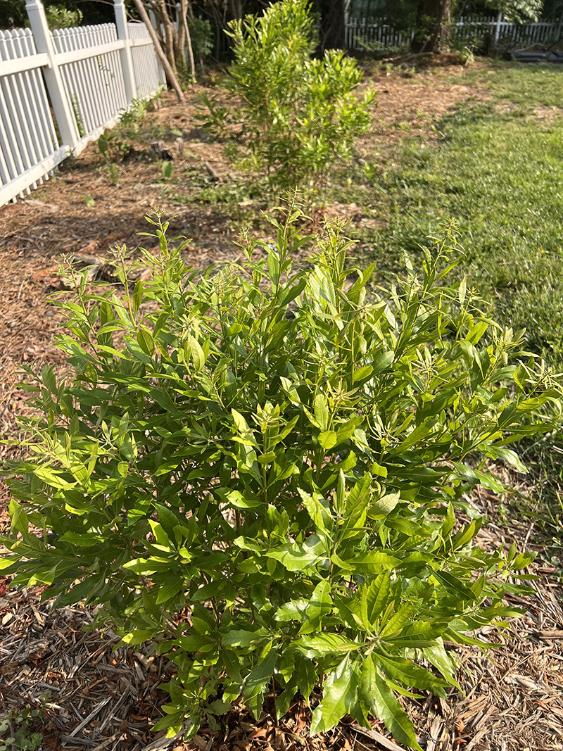 Isang hinaharap na katutubong evergreen hedge ng native na wax myrtle.