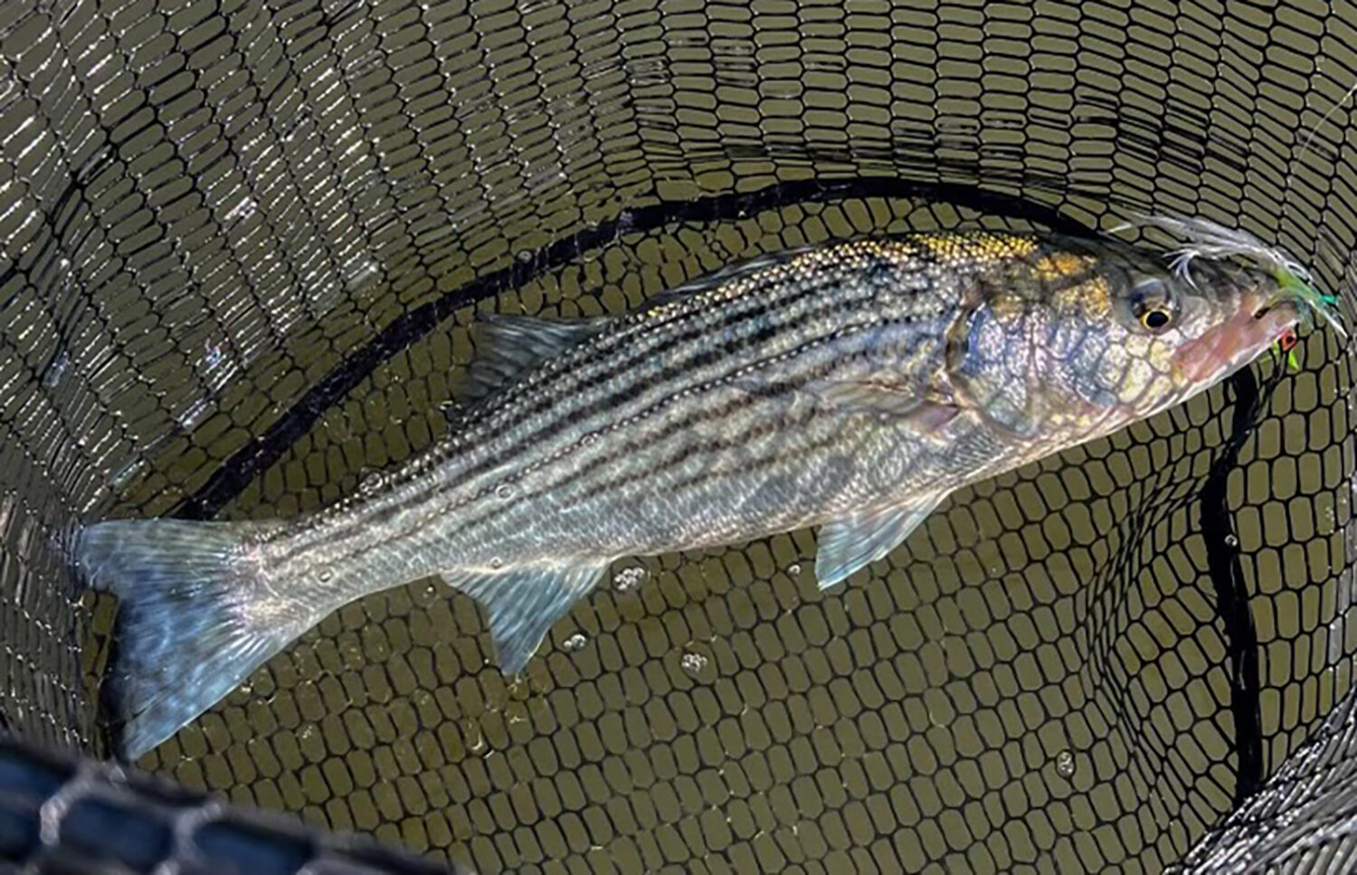 Isang imahe ng isang striped bass sa isang lambat na nakahawak sa ibabaw ng tubig