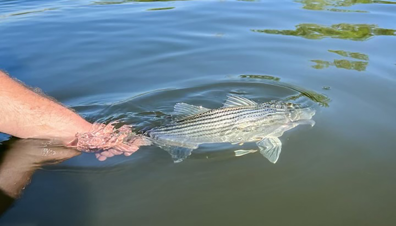 Isang imahe ng isang striped bass na inilabas sa tubig