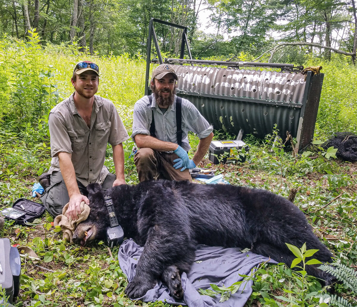 Isang larawan ng dalawang lalaking nakaluhod sa likod ng isang sedated bear na nakahandusay sa lupa na may piring at kwelyo. 