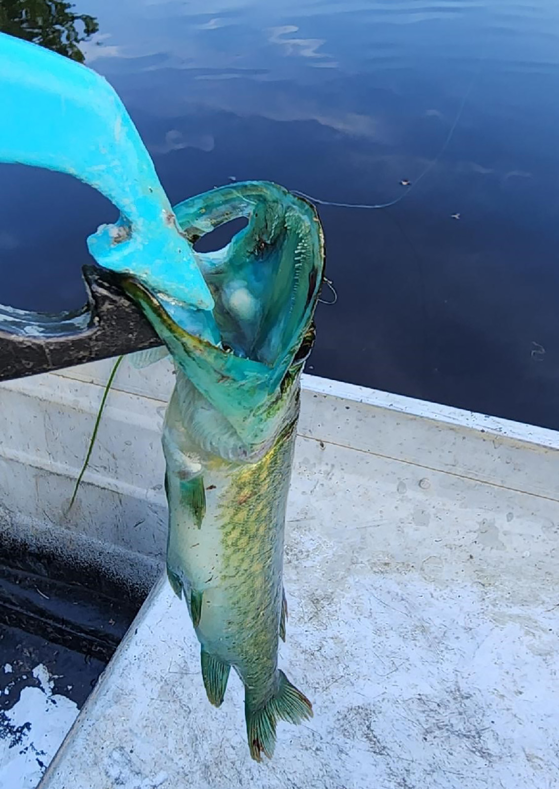 Isang imahe ng isang asul na bibig na pickerel