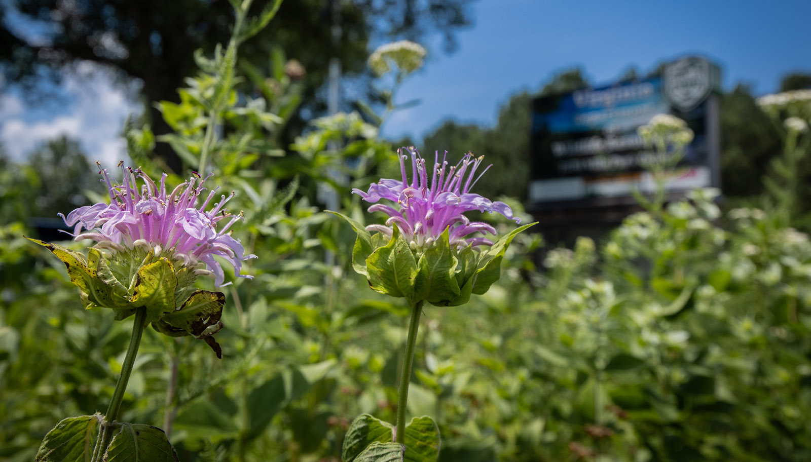 Isang close-up ng isang purple na bulaklak na may DWR Headquarters sign sa background.