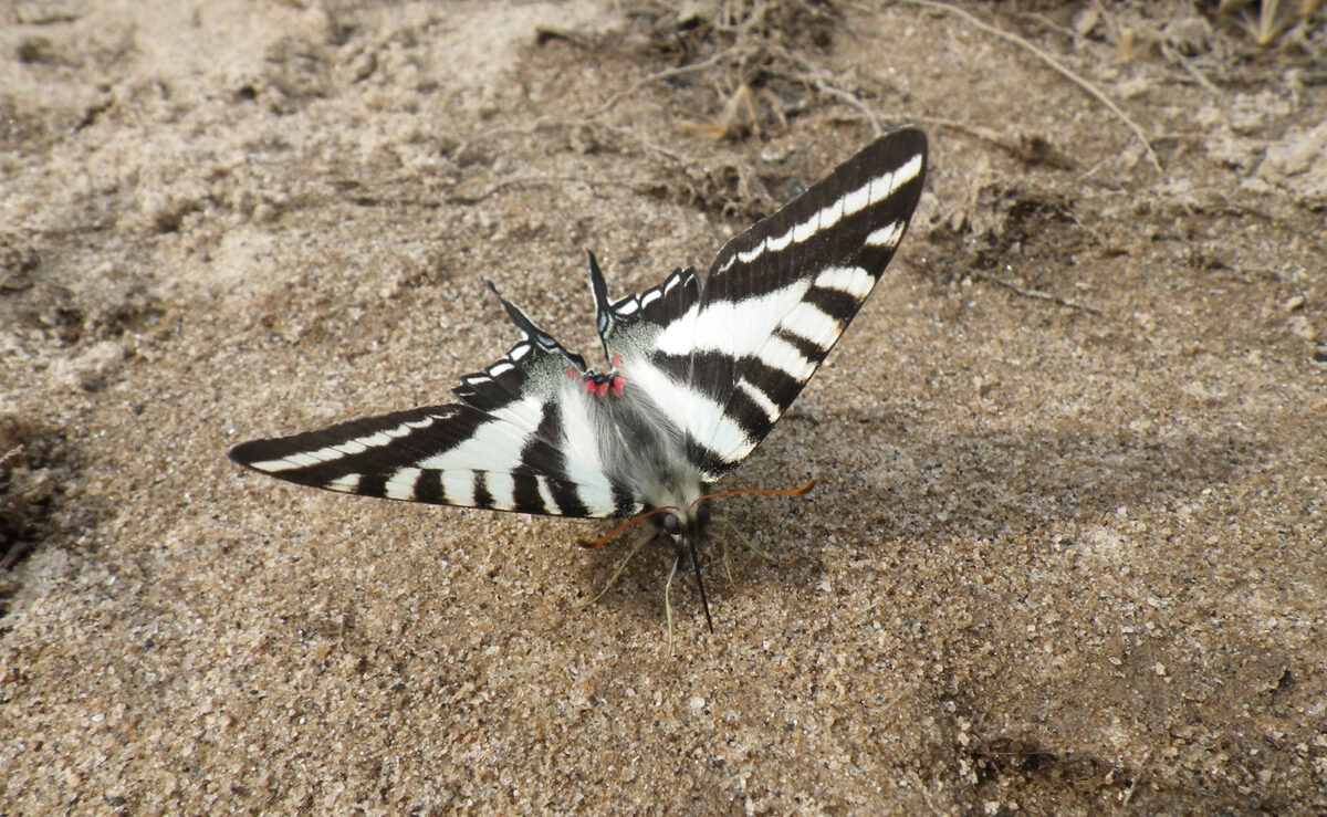 Isang larawan ng isang black-and-white butterfly sa hubad na lupa.