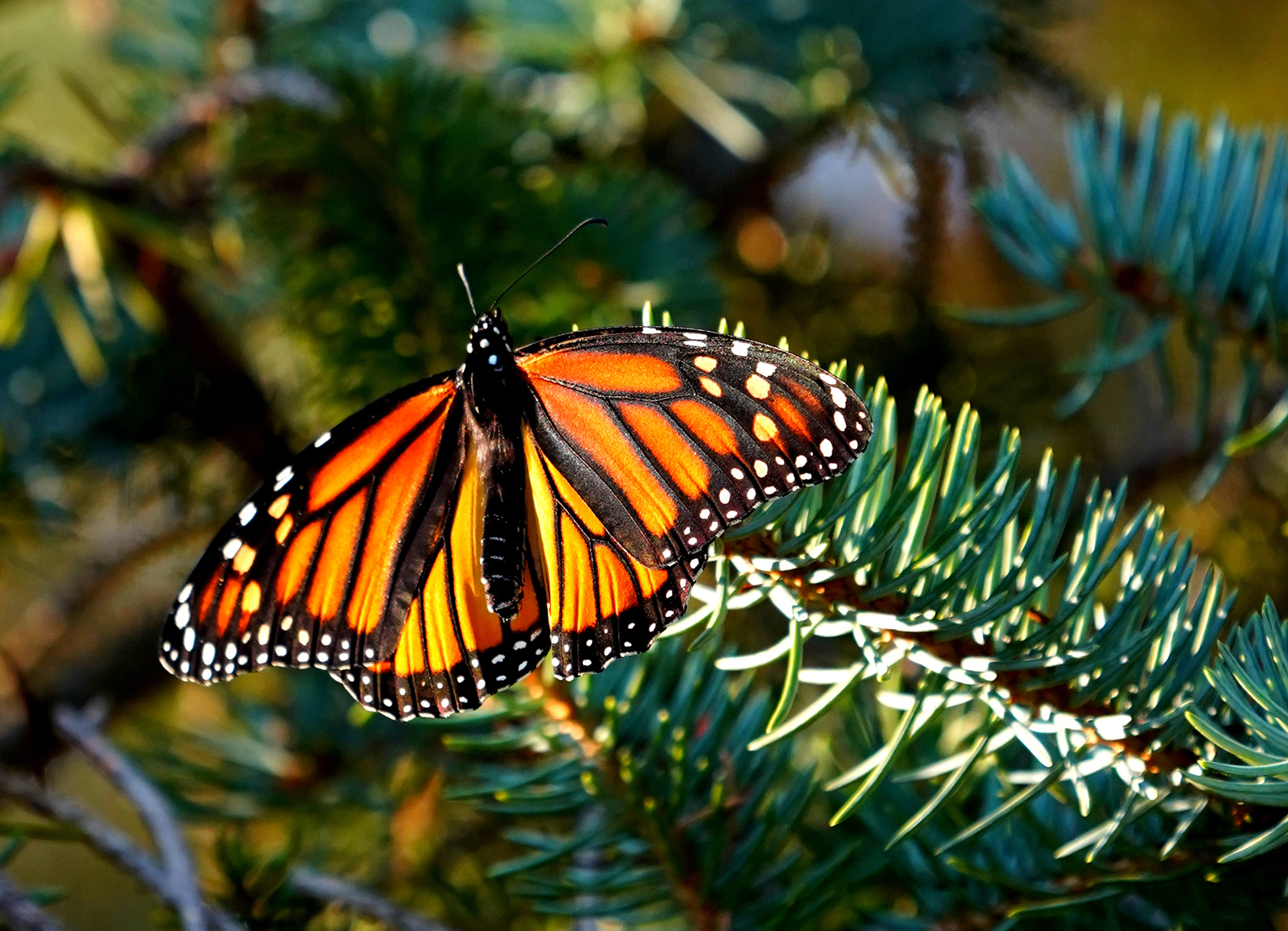 Isang close-up na larawan ng sikat ng araw na tumatama sa mga pakpak ng isang orange-and-black butterfly na dumapo sa isang evergreen branch.