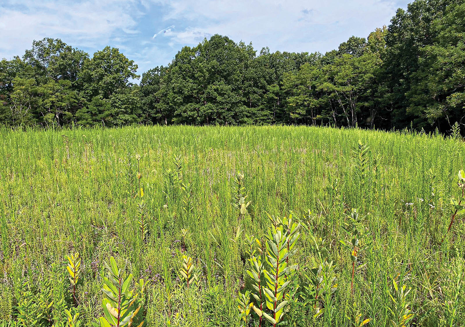 Isang larawan ng isang open field ng matataas na damo.