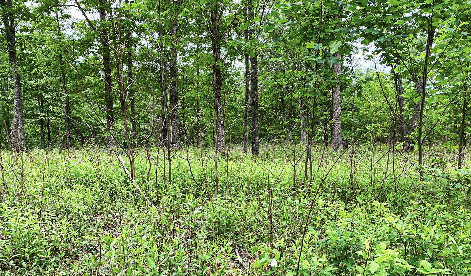 Isang larawan ng kagubatan na may bukas na canopy.