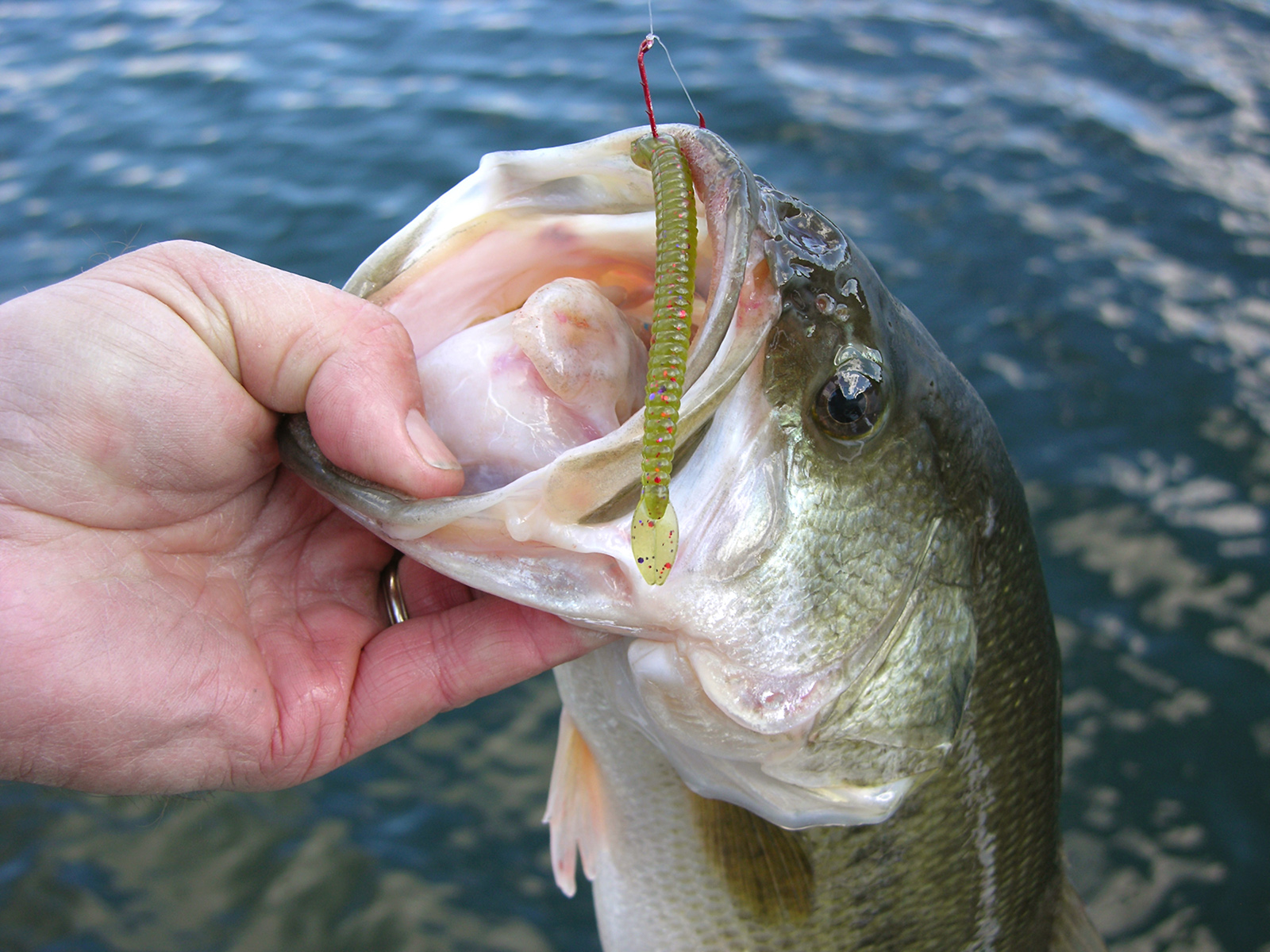 Isang larawan ng isang largemouth bass na hawak sa labas ng tubig sa pamamagitan ng panga, na may kawil sa labi nito at isang plastic worm na nakakabit sa kawil.