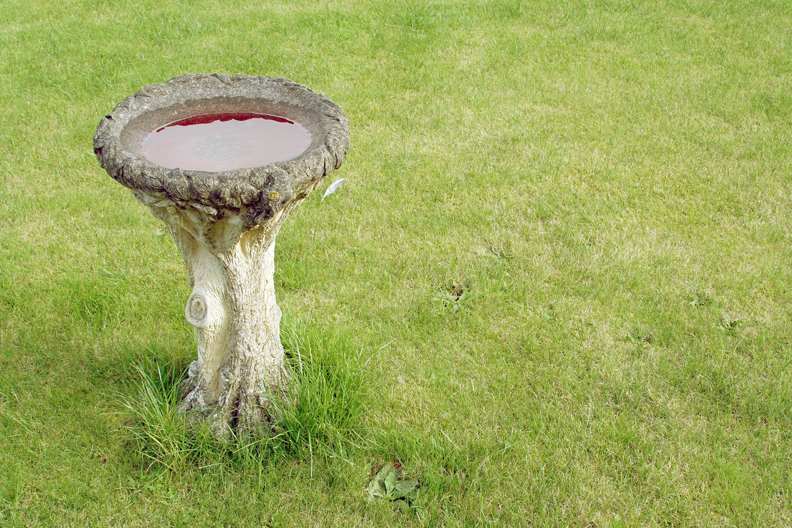 Isang larawan ng isang semento na paliguan ng ibon na puno ng tubig na nakaupo sa gitna ng isang malaking patch ng damo.