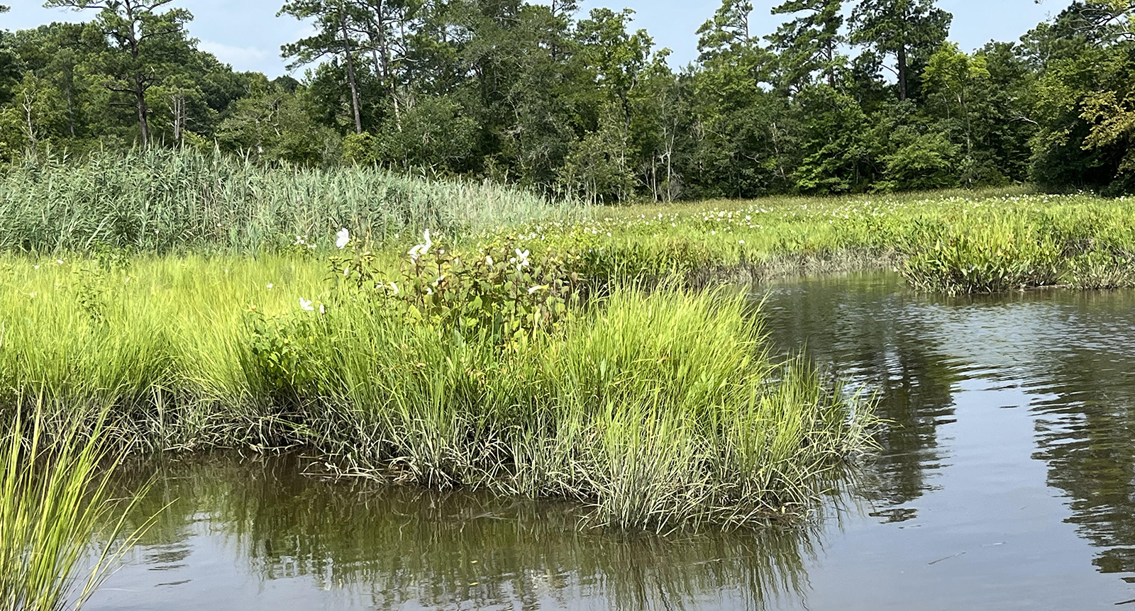 Isang larawan ng marsh grass na may mga puting bulaklak na tumutubo mula sa tubig.