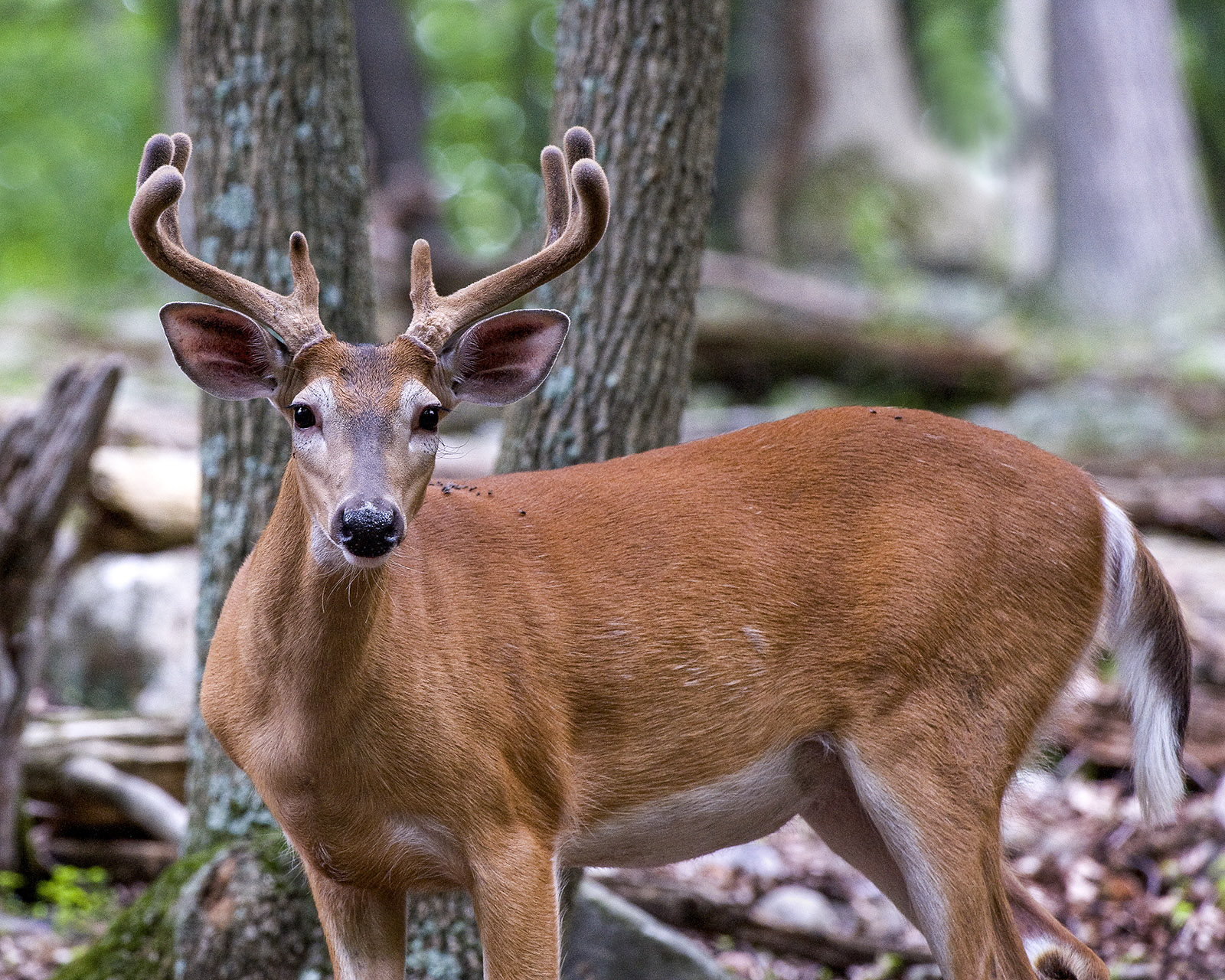 Isang larawan ng isang buck na may napakapulang kulay na amerikana at pelus sa kanyang mga sungay na nakatayo sa kakahuyan.