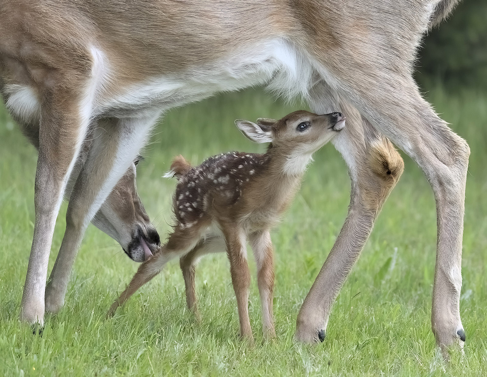 Isang larawan ng bagong panganak na whitetail fawn na umaabot hanggang sa nars mula sa ilalim ng tiyan ng doe.