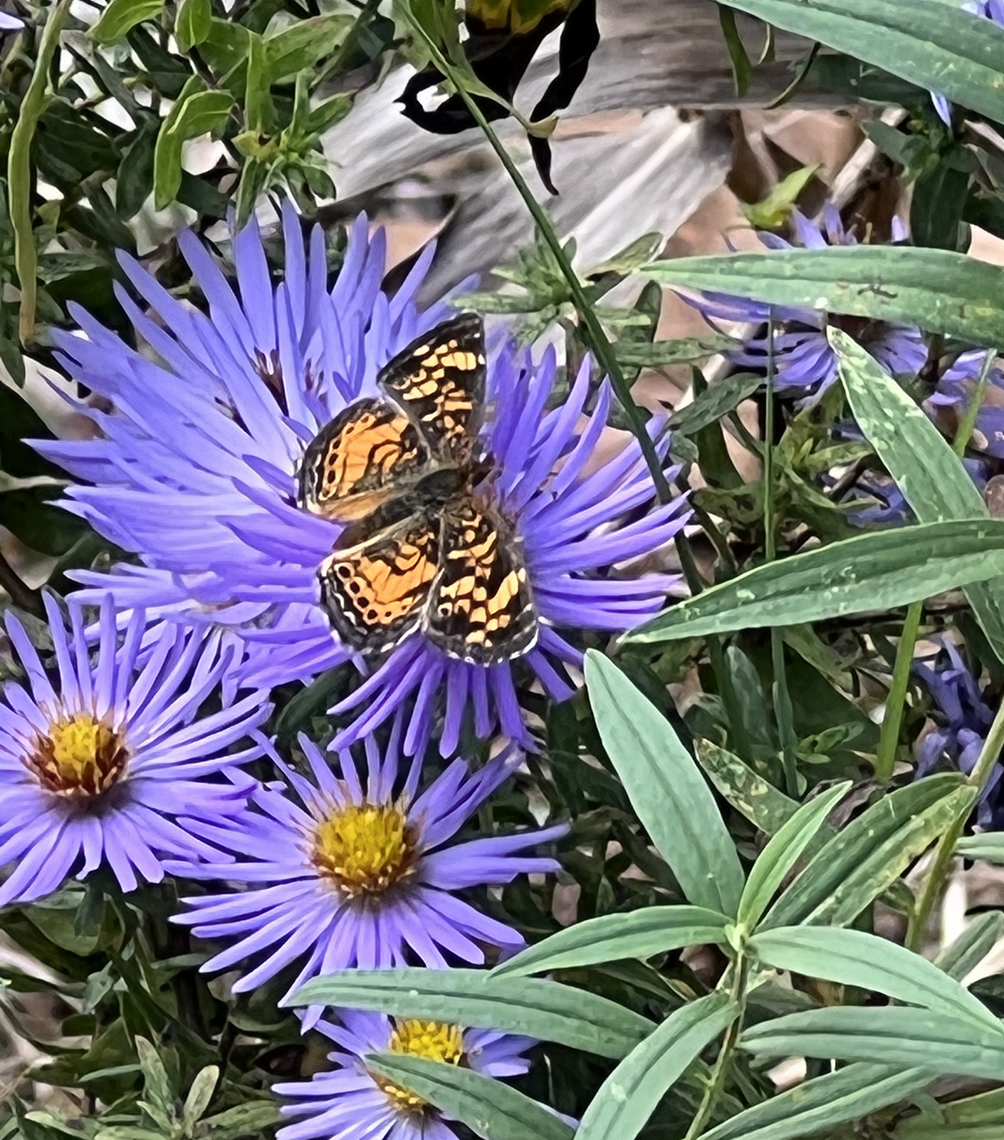 Isang larawan ng isang orange-and-black butterfly sa ibabaw ng isang purple na bulaklak na may dilaw, puno ng pollen sa gitna.