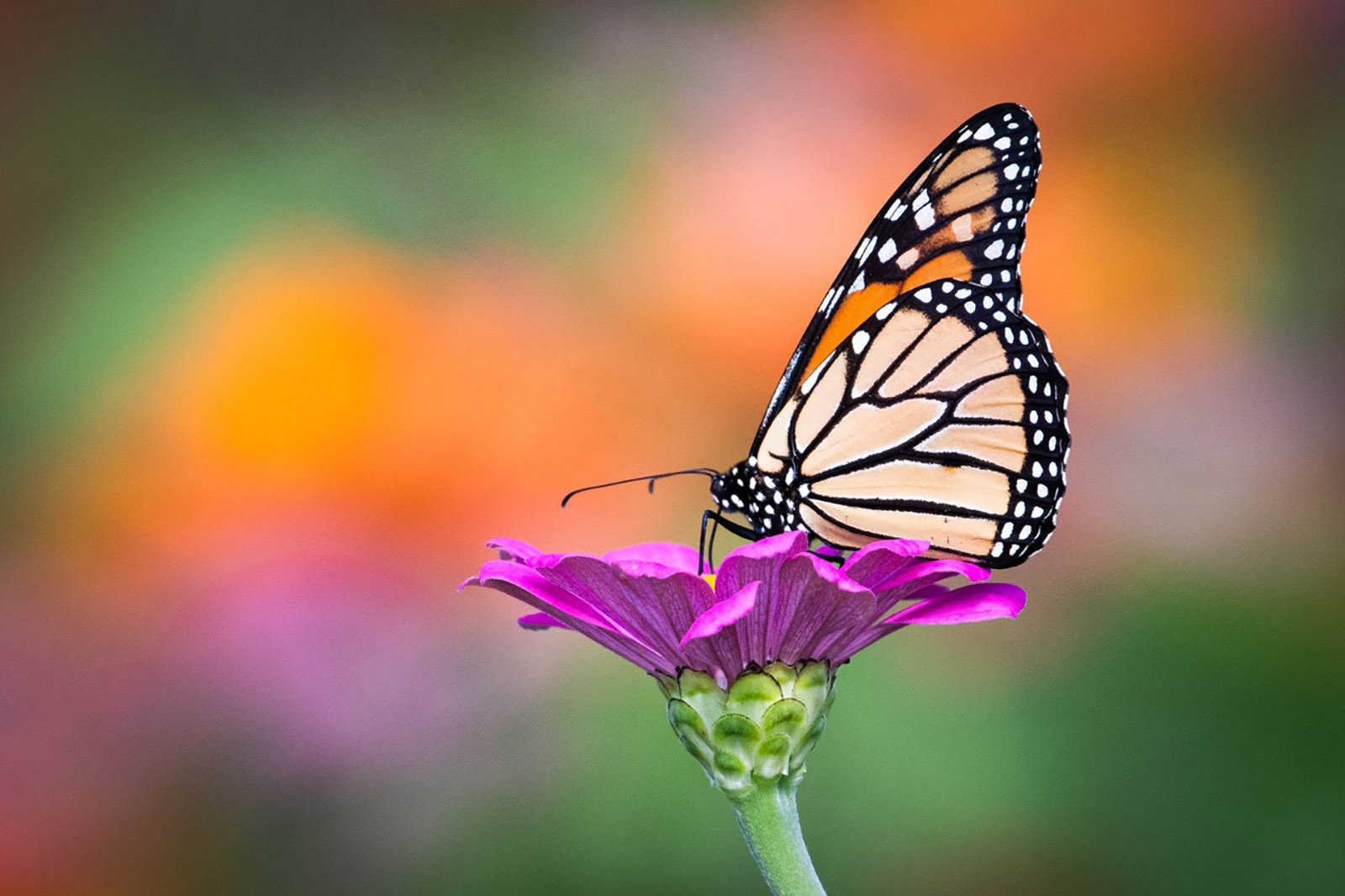 Isang larawan ng isang orange-and-black butterfly na dumapo sa isang lilang bulaklak.