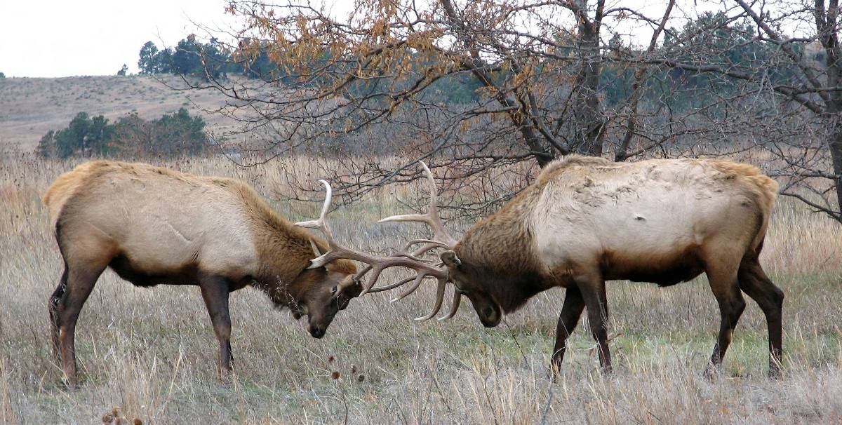 Dalawang bull elk na may mga sungay na naka-lock