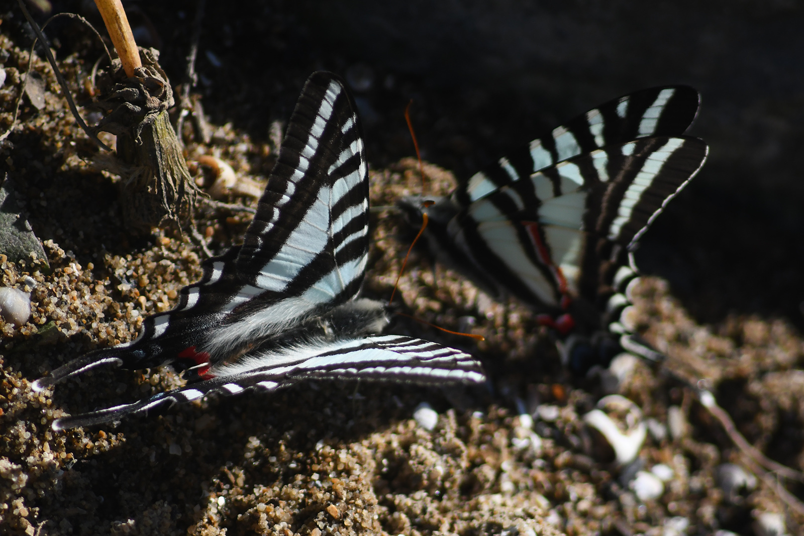 Isang larawan ng dalawang butterflies sa lupa na may asul-at-puting pakpak na may mga pulang batik.