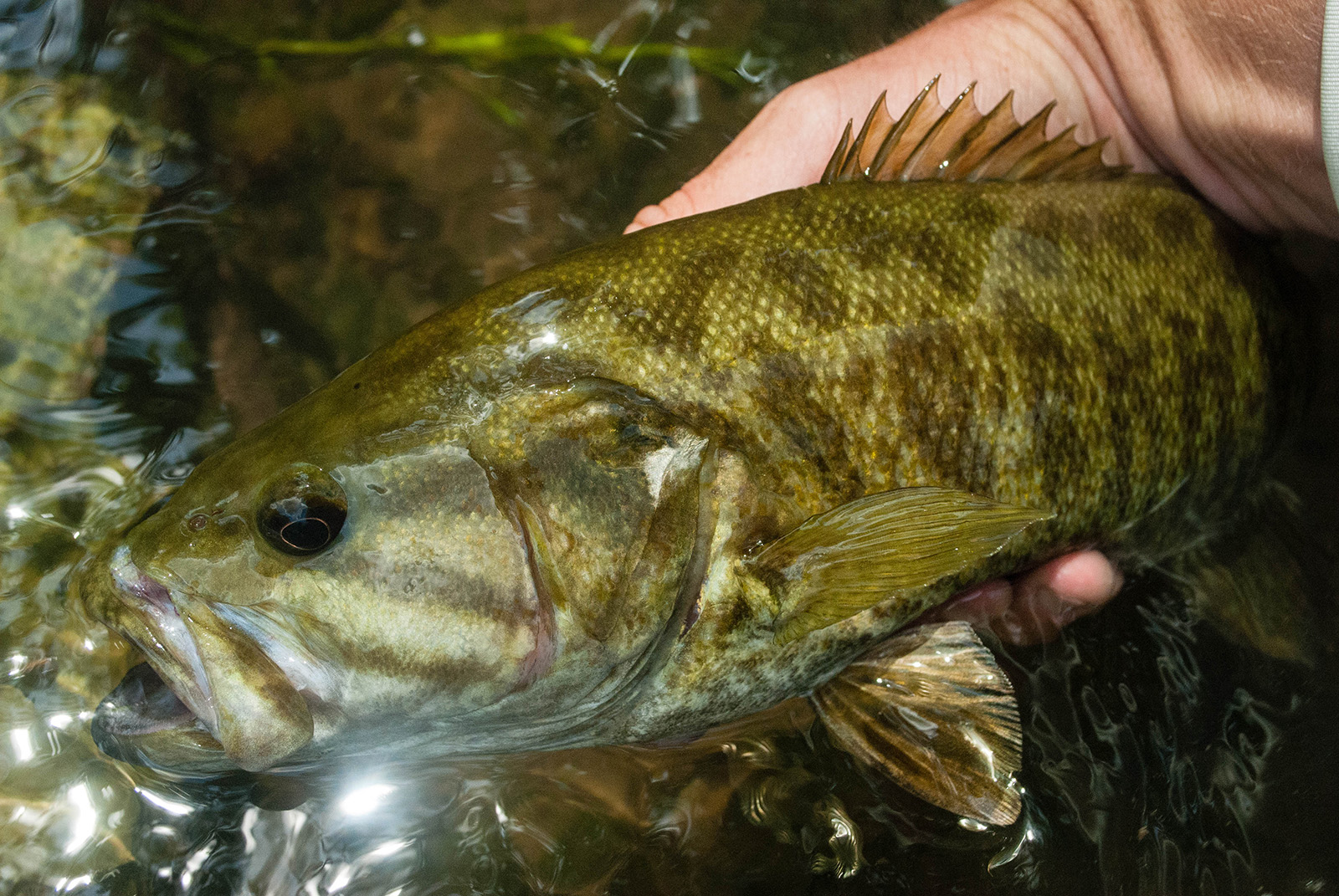 Isang close-up na larawan ng isang smallmouth bass, isang isda na may kulay na tanso, na nakahawak lamang sa tubig.