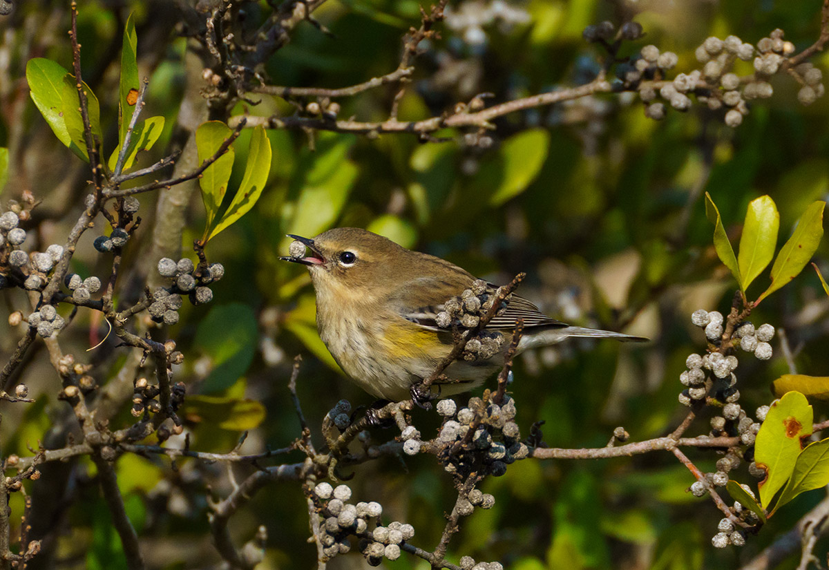 Isang yellow-rumped (myrtle) warbler ang nakita sa Kiptopeke State Park.