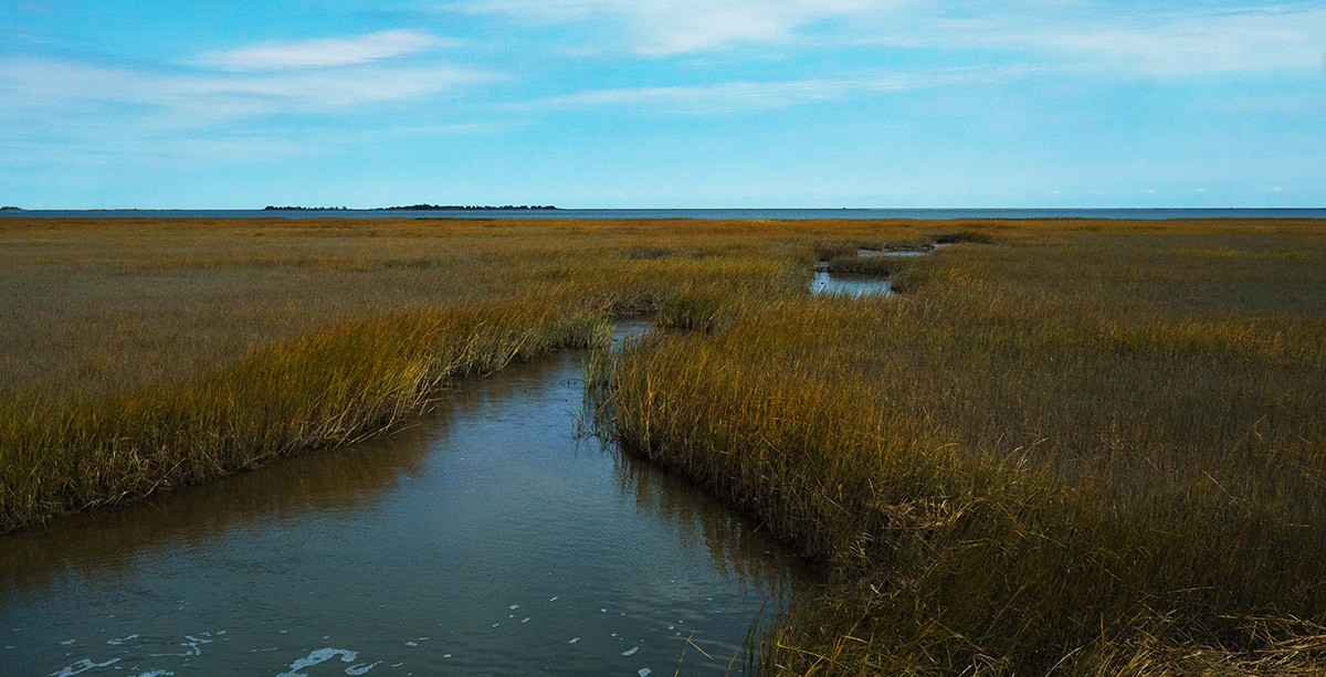 Ang latian sa Magothy Bay State Natural Area Preserve.