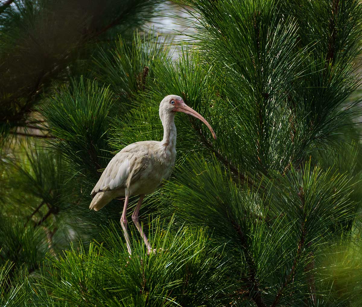 Isang puting ibis sa isang pine tree