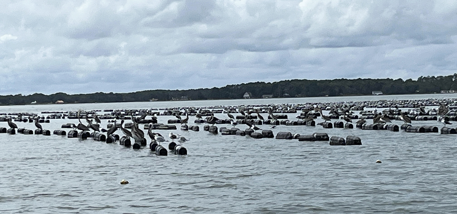 Isang larawan ng isang ilog na may mga hanay ng mga lumulutang na plastic cage.
