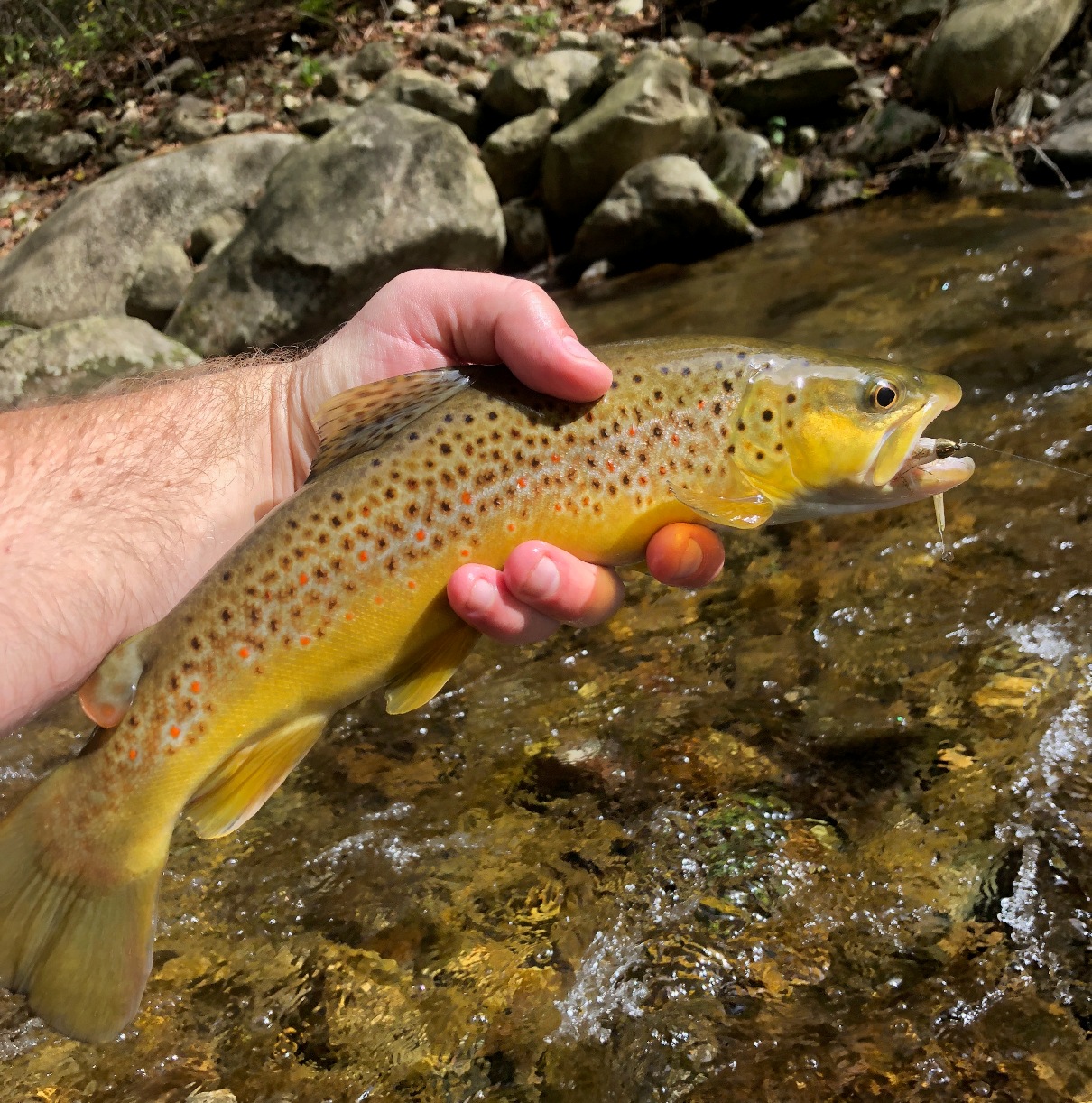 Isang larawan ng 14 pulgada ang haba na brown trout na nahuli gamit ang isang steamer