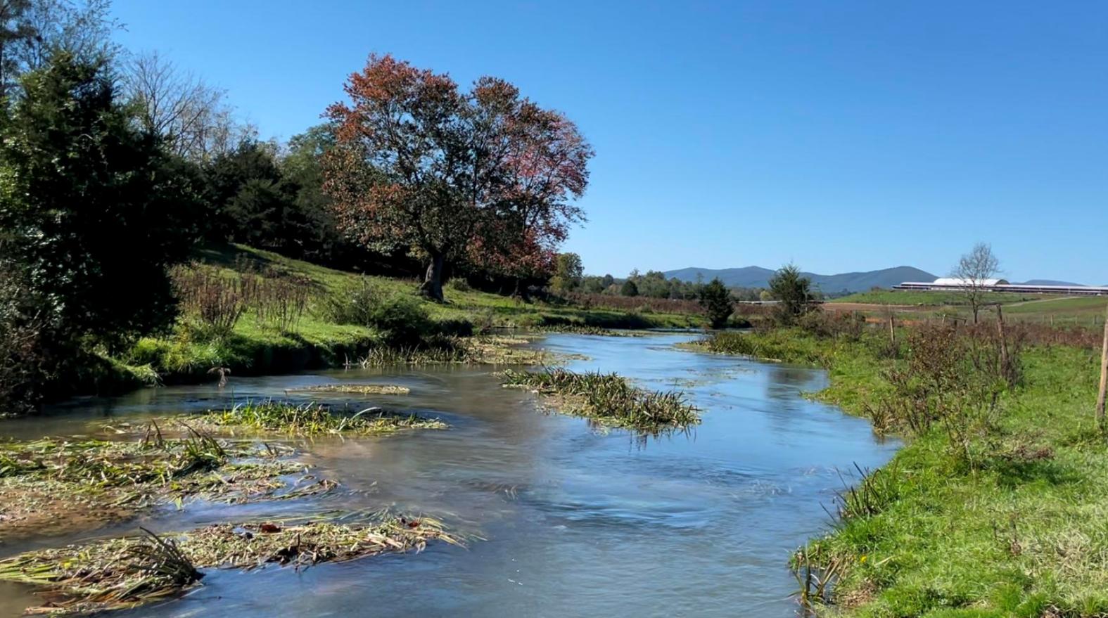 Isang imahe ng marshy section ng Mossy creek na matatagpuan sa Shenandoah valley at isang napakagandang lokasyon para mangisda ng brown trout