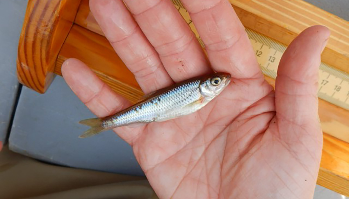 Isang imahe ng isang lalaki na may hawak na maliit na puting shiner