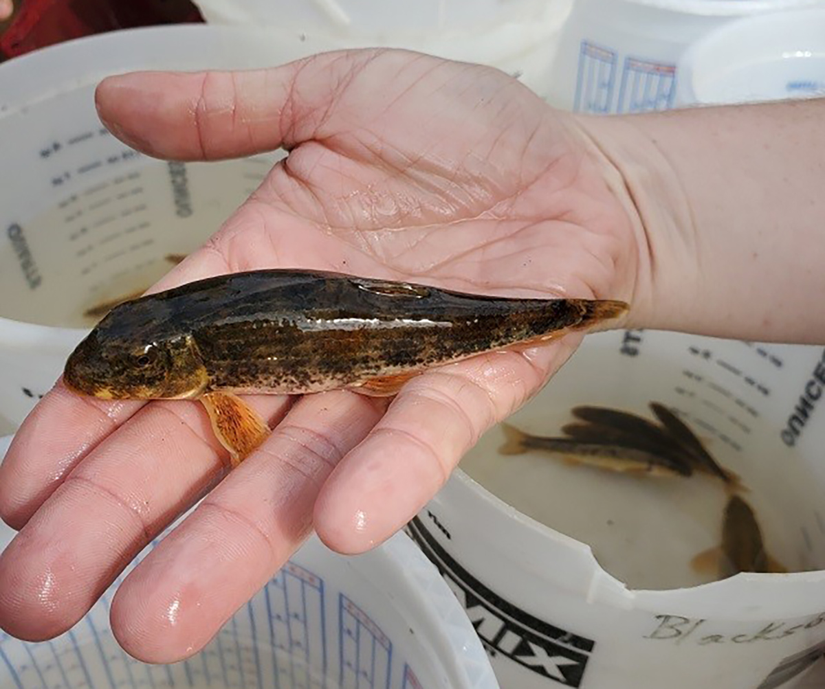 Isang imahe ng isang lalaki na may hawak na Roanoke Hogsucker