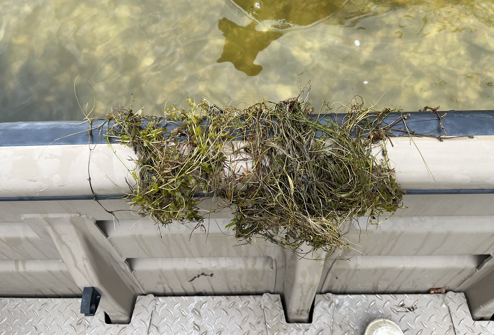 Ang isang larawan ng isang dakot ng mga tangkay ng halaman sa ilalim ng dagat ay nakatabing sa gilid ng riles ng bangka.