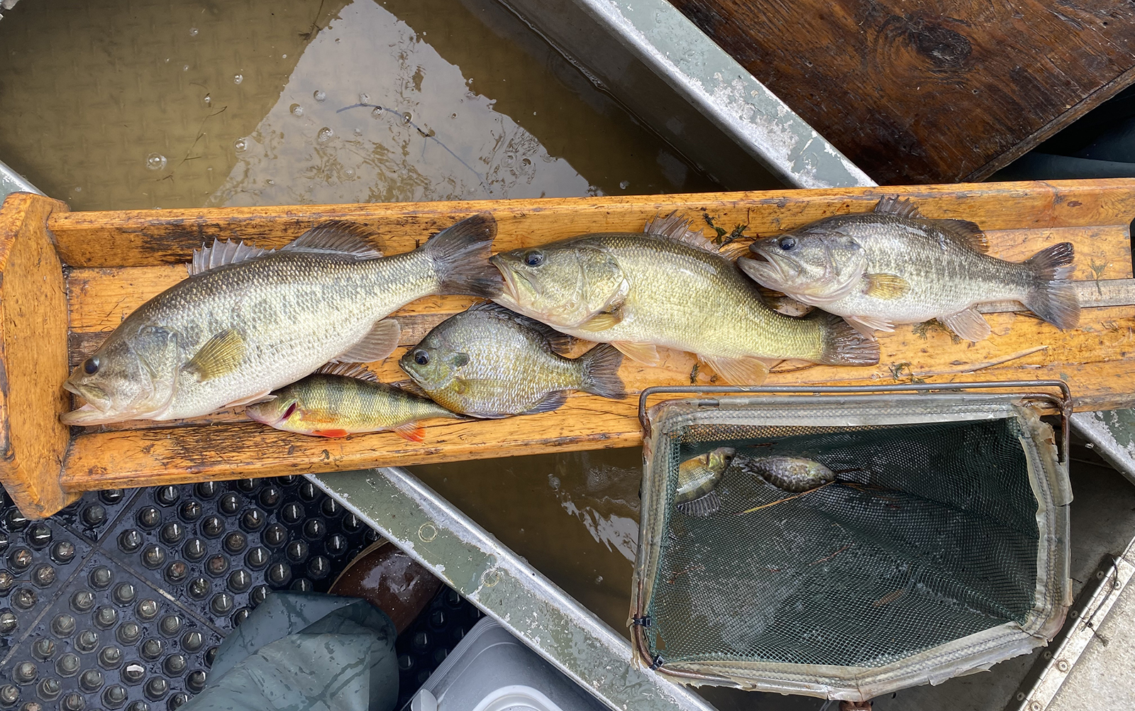 Isang larawan ng limang magkakaibang isda na nakahiga sa isang 